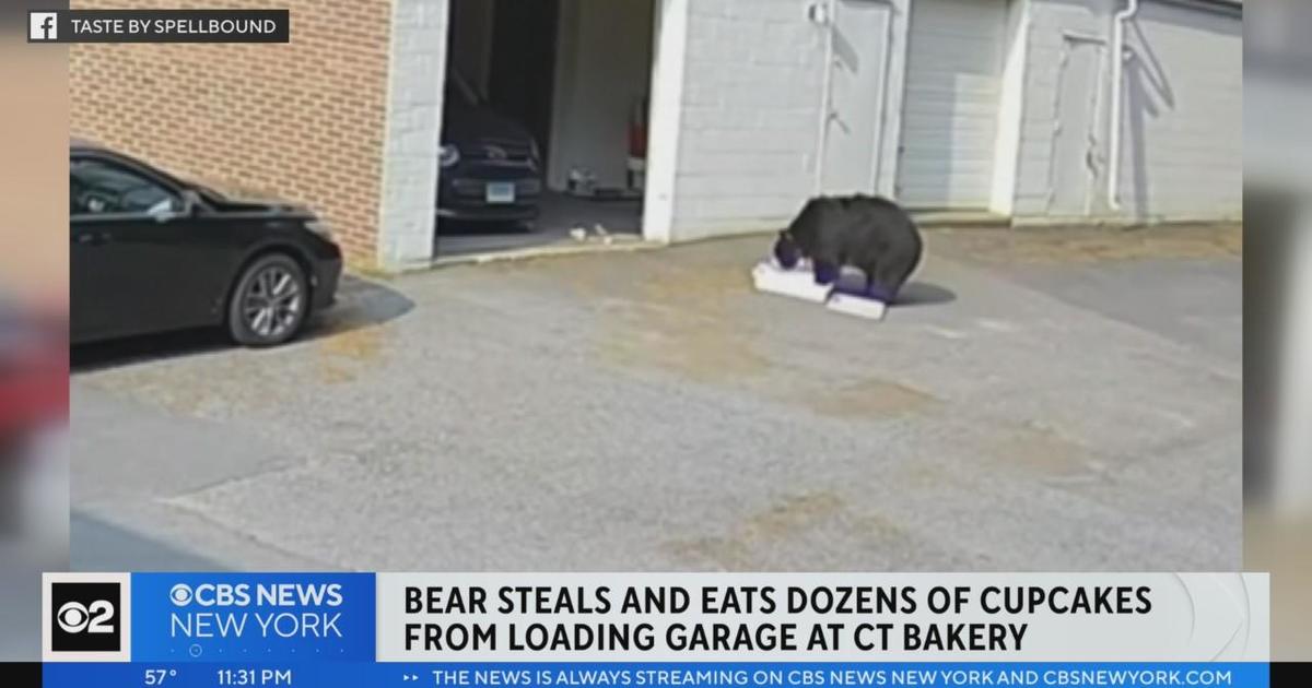 Bear steals & eats dozens of cupcakes from Connecticut bakery