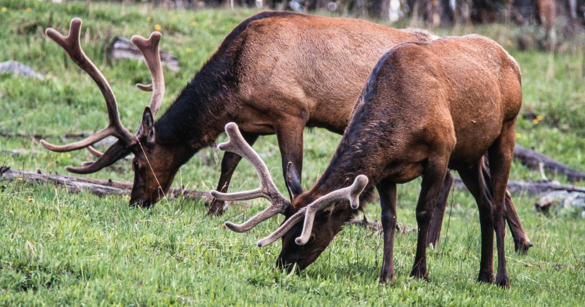 Tourists at Yellowstone picked up a baby elk and drove it in their car, officials say - Vimarsana News