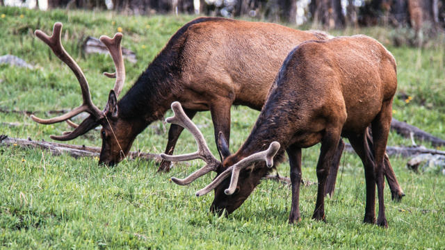 Two bull elk grazing in Yellowstone National Park in Wyoming, USA. 
