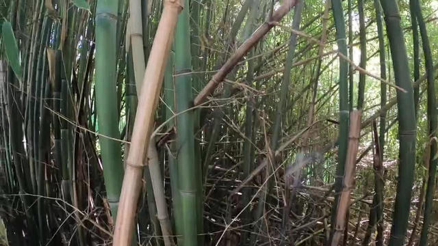 bamboo-invasive-plant.jpg 