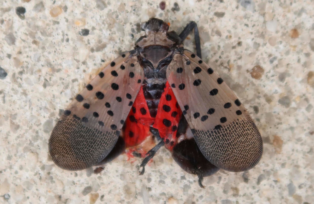 Invasive species spotted lanternfly may have natural predator ...