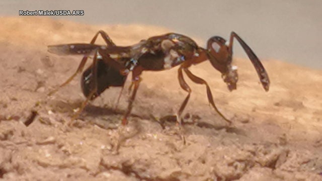 Delaware scientists find potential solution to spotted