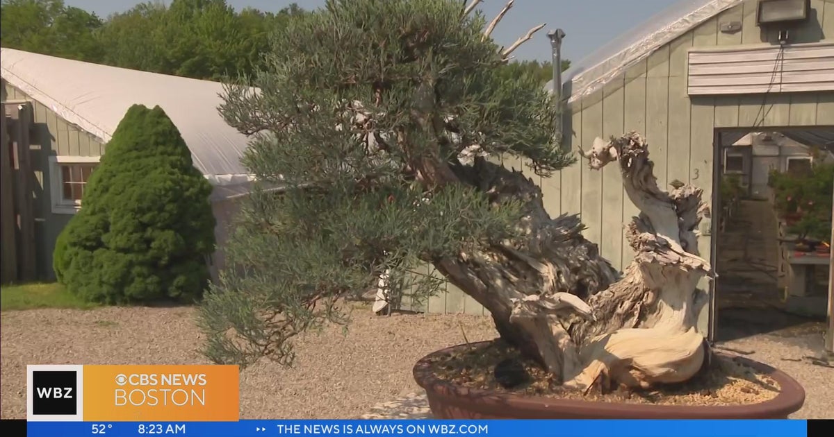 New England Bonsai Gardens in Bellingham offers lessons in unique hobby