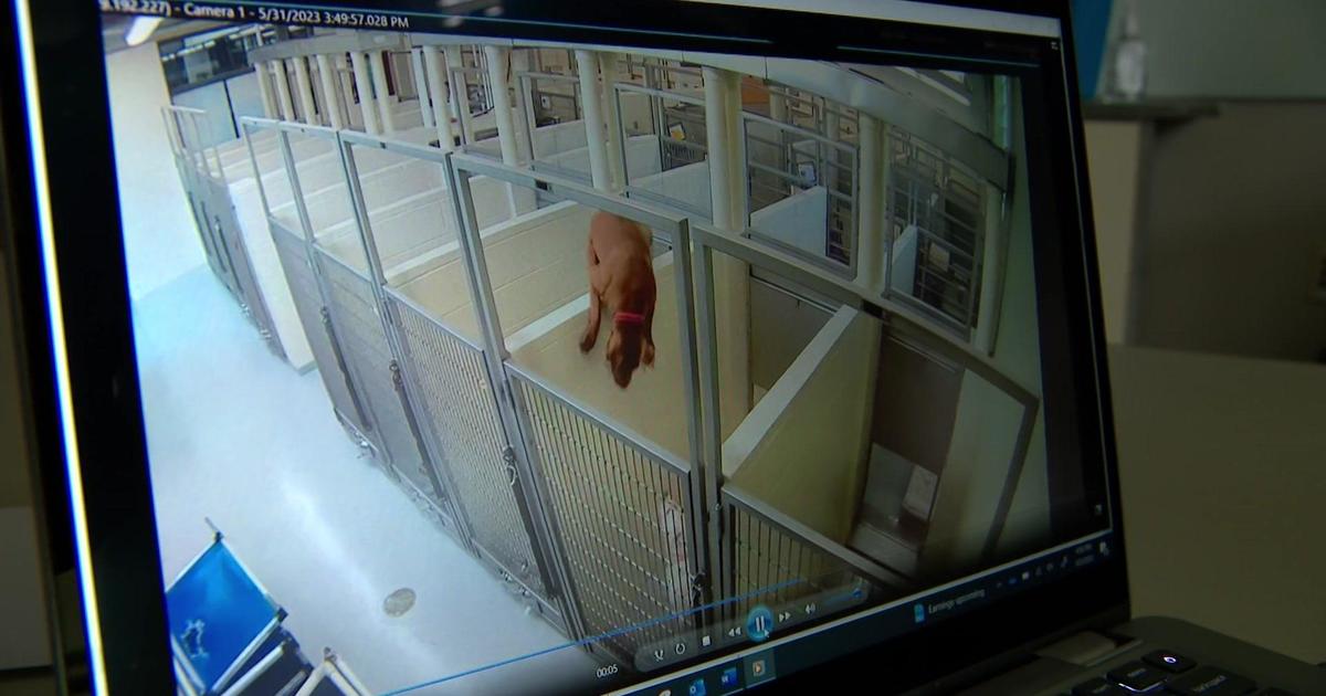 Dog hops over wall at Minneapolis shelter to be with puppy pal