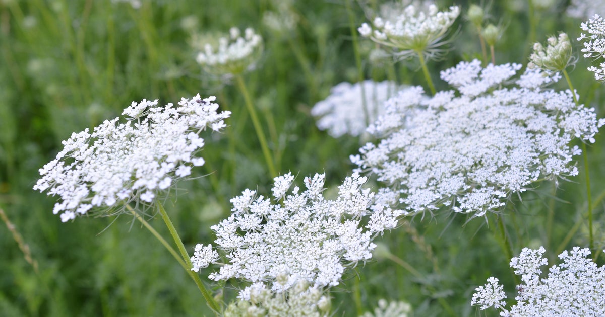 Is white out poisonous on sale