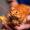 This orange lobster is a one in 30 million find, experts say