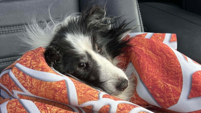 lost-dog.jpg 