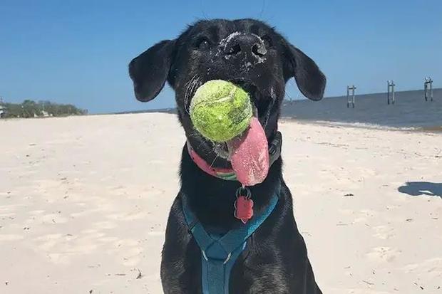 Zoey catching a tennis ball 