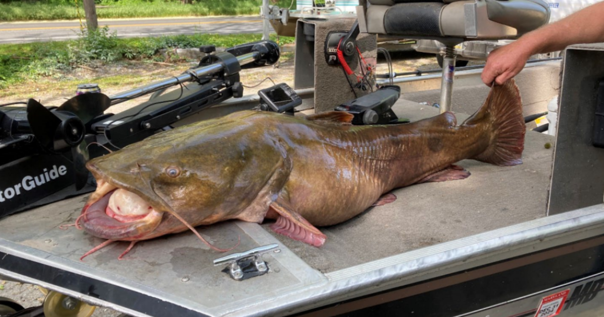 Massive 66-pound flathead catfish breaks Pa.'s state record - CBS