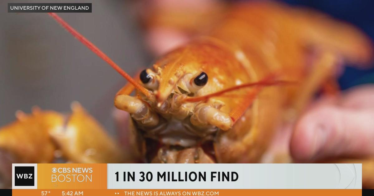 “One in 30 million” orange lobster caught in Maine