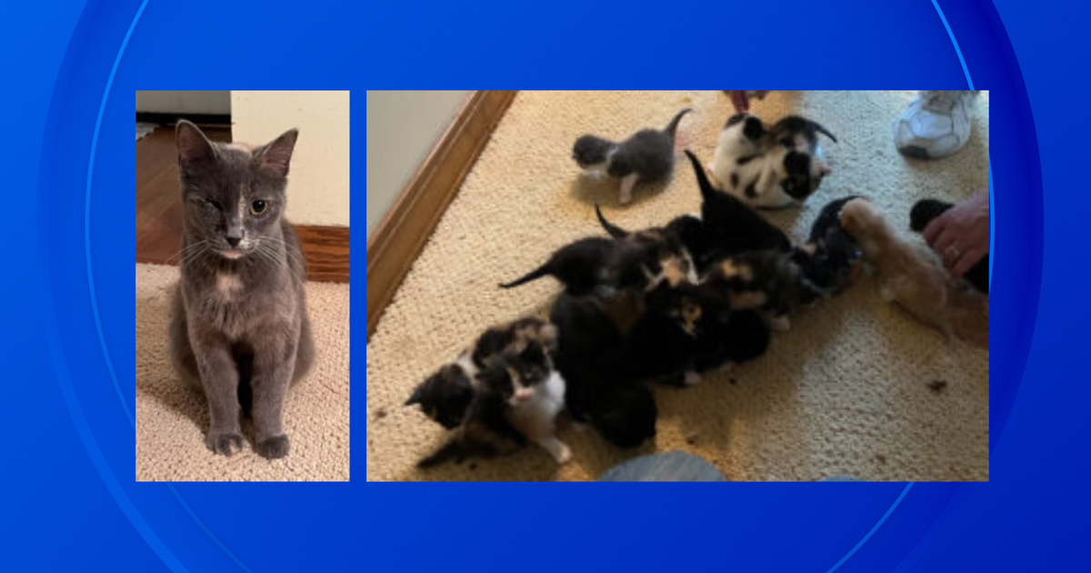 A litter top of kittens sentence