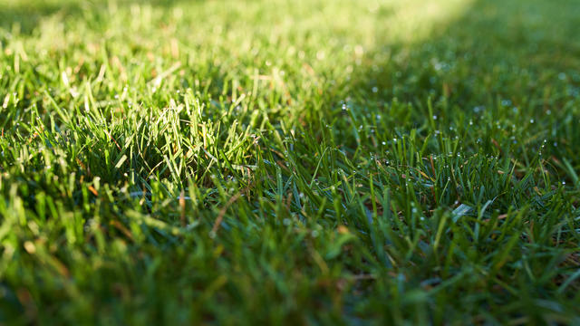 grass.jpg 