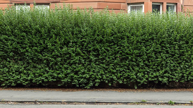 shrubs.jpg 