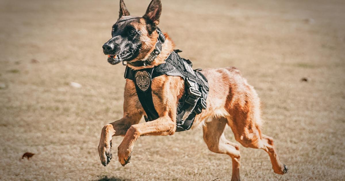 K-9 dog dies after being in patrol car with broken air conditioning, police say