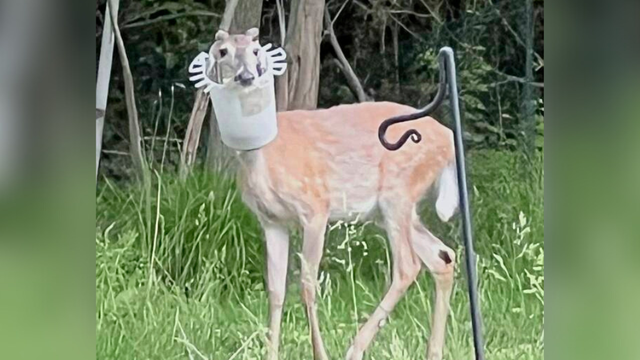 kdka-bucket-deer.png 