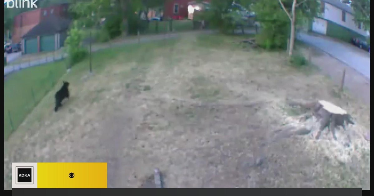 Black bear caught running on Greensburg camera - CBS Pittsburgh