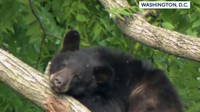 0609-en-bear-2038910-640x360.jpg 