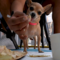 Some NYC dining establishments cater to dogs and their owners