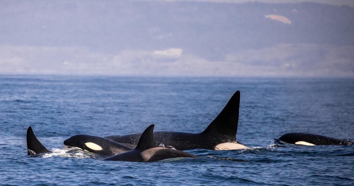 Photo of Bootskapitän wurde zweimal von Orcas überfallen und sagt: „Sie wussten genau, was sie taten.“