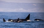 Family of killers,Two dolphins swimming in sea 