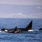 Boat captain says orcas know what they are doing after 2nd ambush