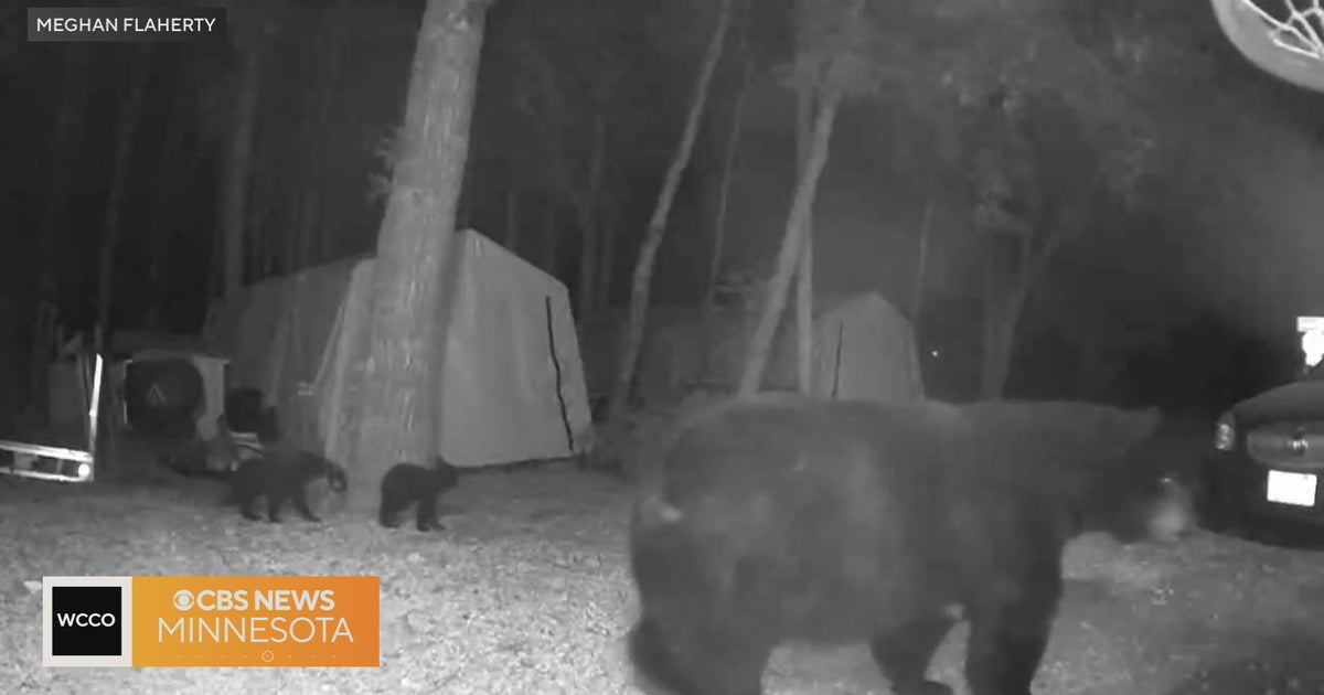 Why are there so many more bear sightings? CBS Minnesota