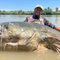 9-foot long monster catfish caught in Italy