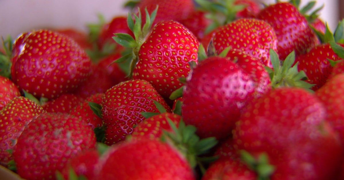 Minnesota strawberry grower destroys crop due to dry conditions CBS