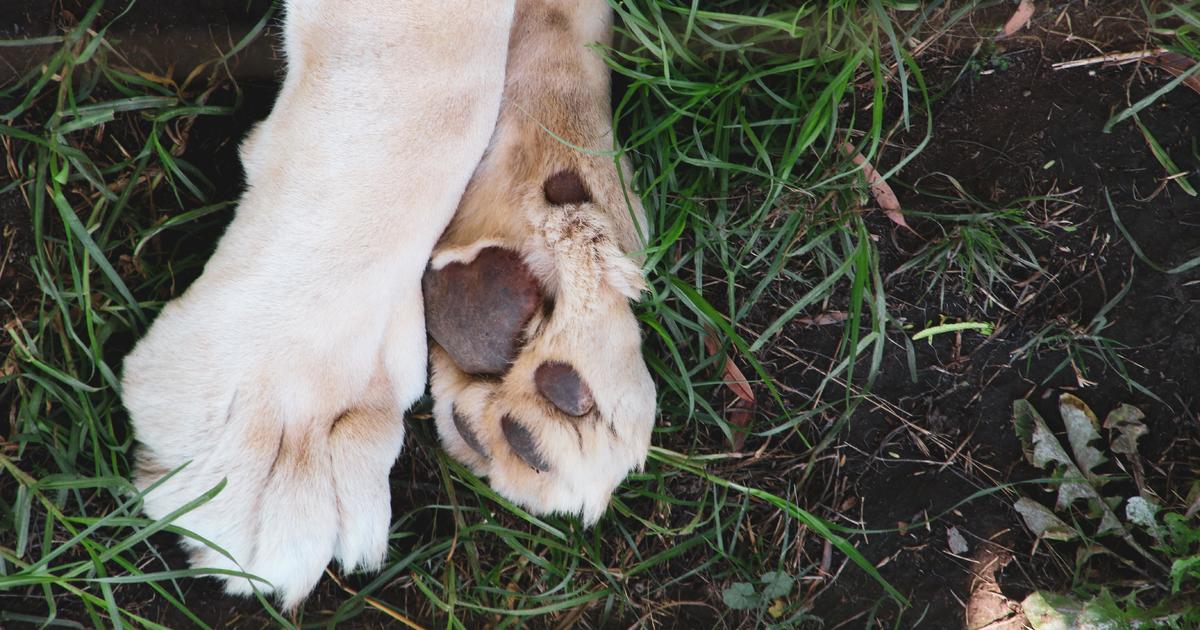 University of Maryland Baltimore honors service dogs with special ceremony