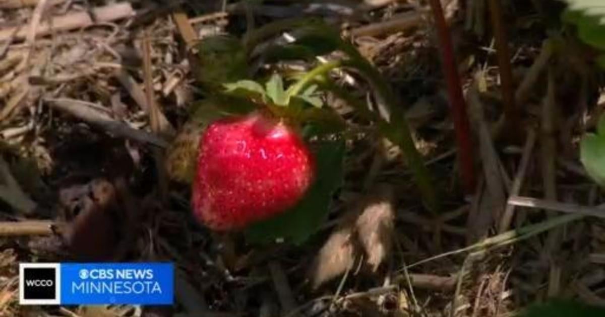 Dry conditions lead Minnesota strawberry grower to destroy crop