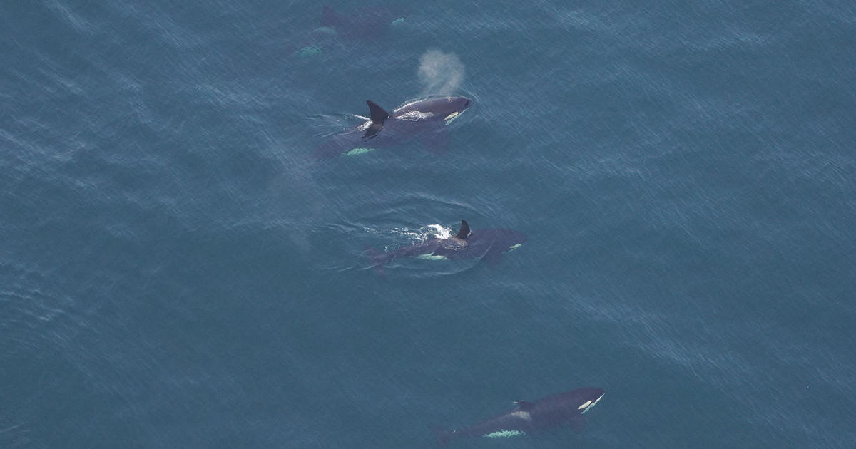 Orcas seen swimming off Nantucket: 'Always unusual to see killer