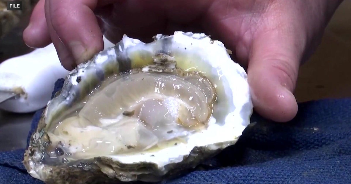 Shell no: FDA issues advisory about some oysters harvested in Groton ...