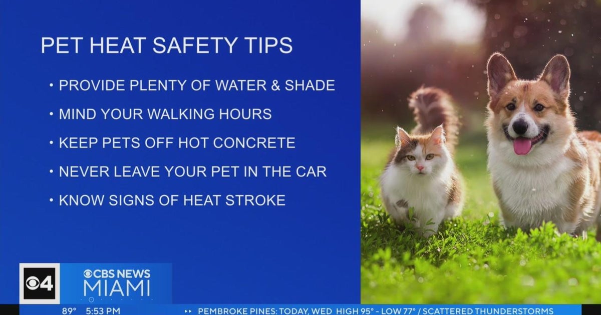 How to keep your pets safe during the heat advisory - CBS Miami
