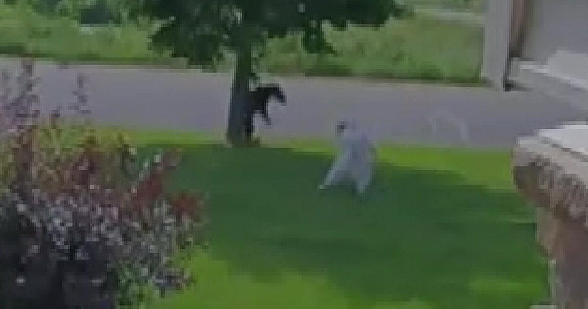 Video Dog chases off black bear from Lino Lakes family's front yard