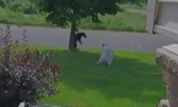 dog-chases-off-black-bear-from-lino-lakes-yard.jpg 