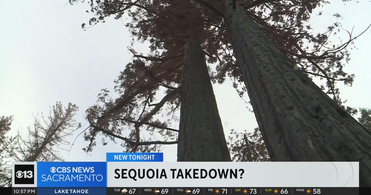 Giant sequoias badly burned in Calaveras County