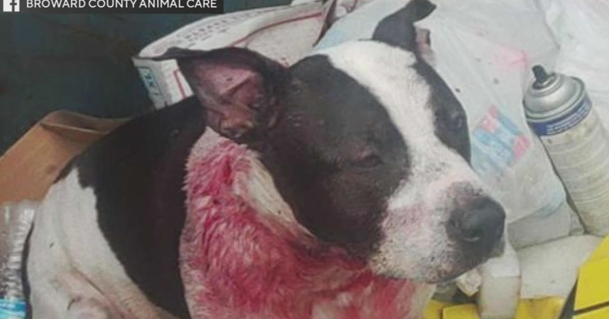 Canine shot in the neck discovered in Davie trash