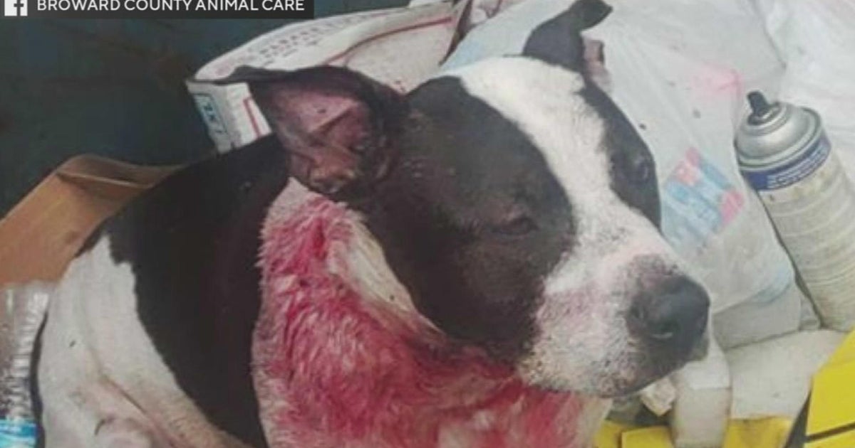 Canine shot in the neck discovered in Davie trash Canine shot in the neck discovered in Davie trash