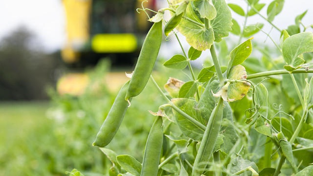 Pea Harvesting 