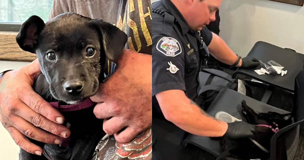 Yuba City police officer revives puppy that suffered fentanyl overdose