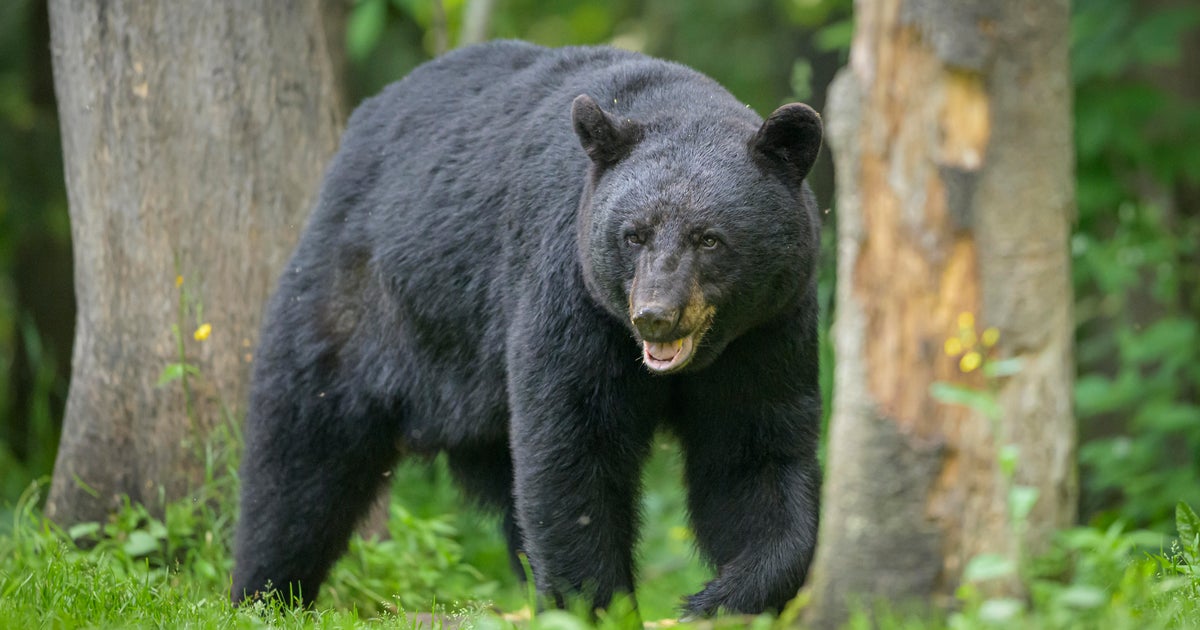 Condition wildlife agency states no sanctioned bear hunt party will be scheduled this year Condition wildlife agency states no sanctioned bear hunt party will be scheduled this year