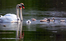 Extended Nature Video: Mute swans 