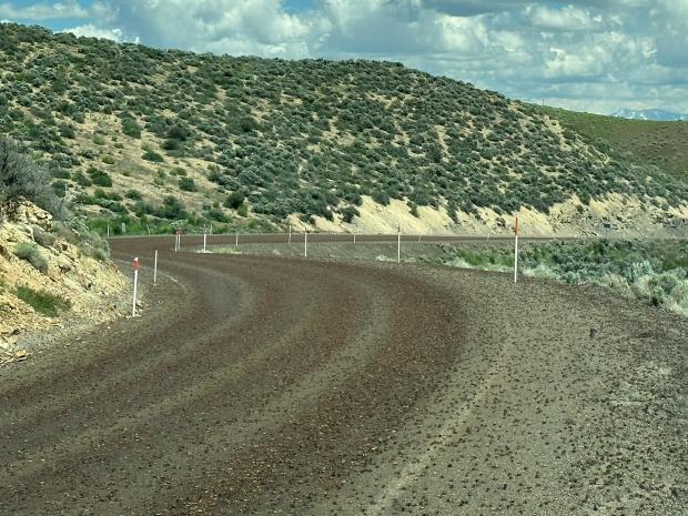 Mormon crickets are seen on a Nevada highway in a picture posted to Twitter on June 15, 2023. 