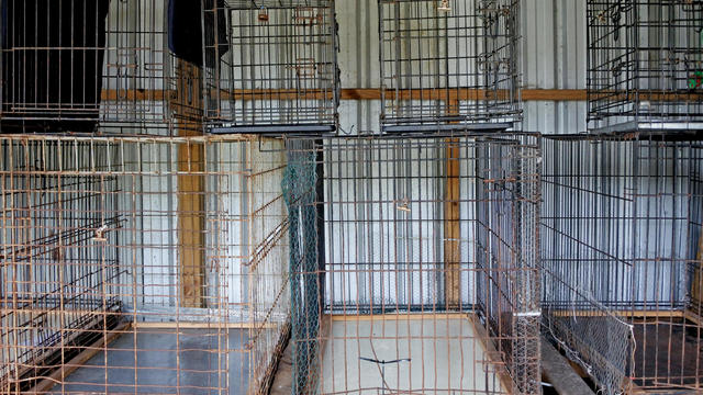 Empty metal cages in animal shelter 