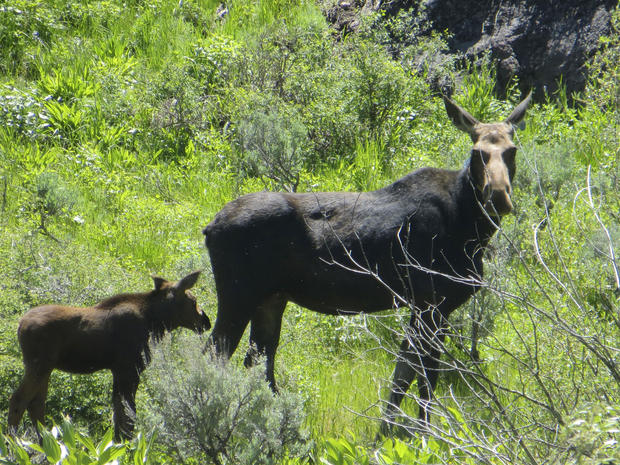 Moving Moose Nevada 