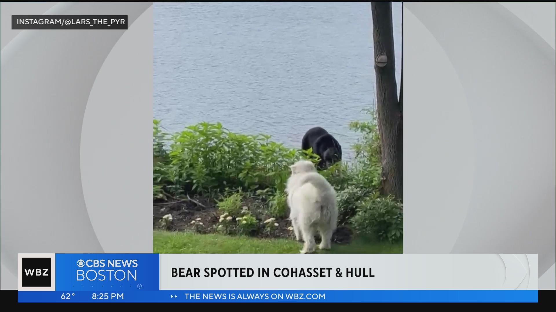 Video: Family dog confronts black bear in Cohasset
