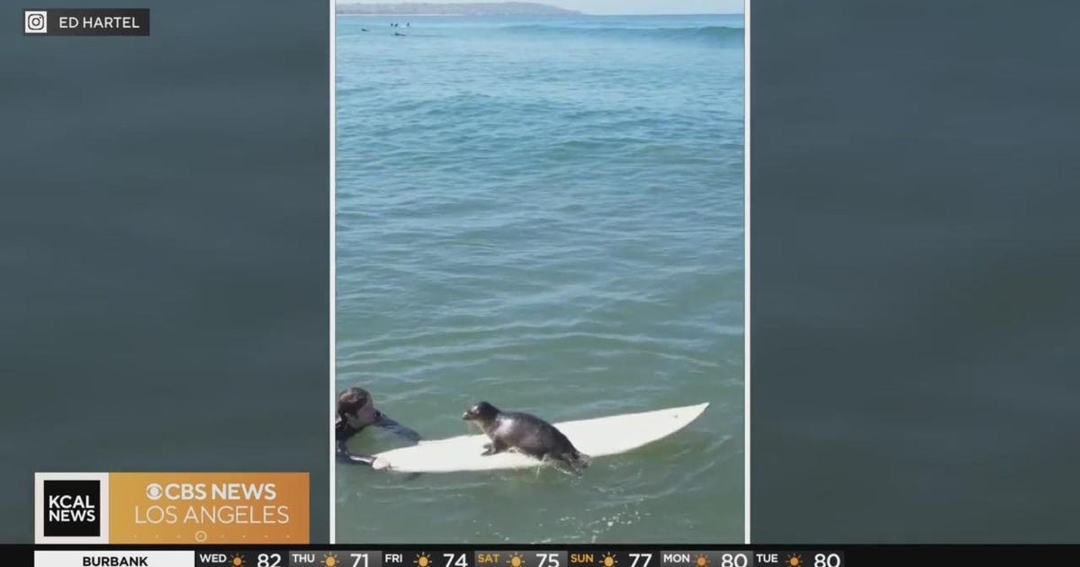 WATCH Seal pup climbs on surfboard in Pacific Beach CBS Los Angeles