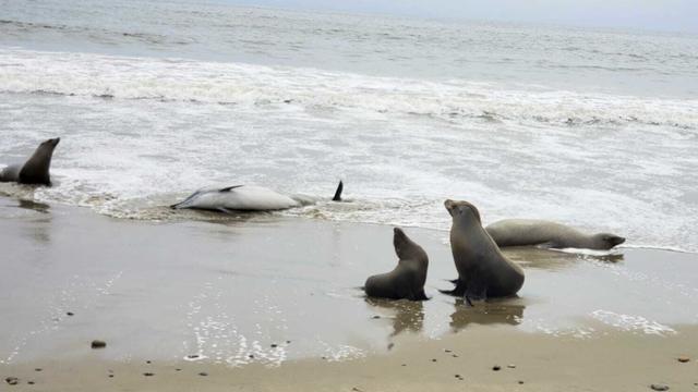 California Marine Mammal Deaths 