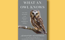 Book excerpt: "What an Owl Knows" by Jennifer Ackerman 