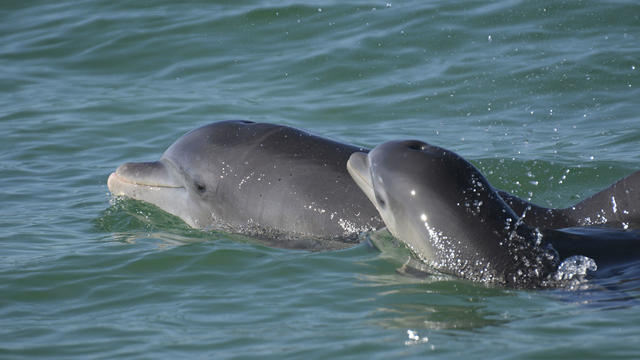 Dolphin Baby Talk 